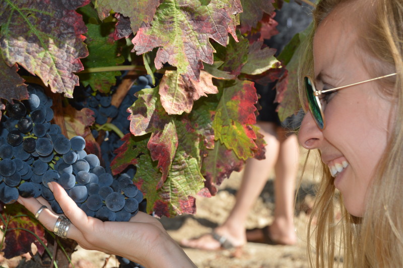 Harvest grape tasting